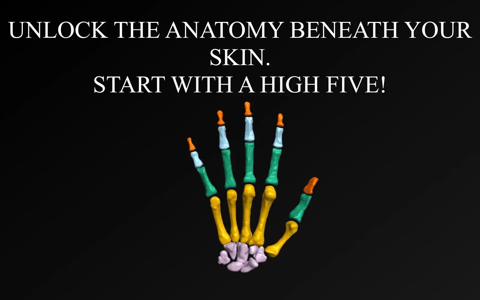 Hands Anatomy